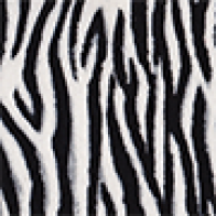 Vertical Zebra